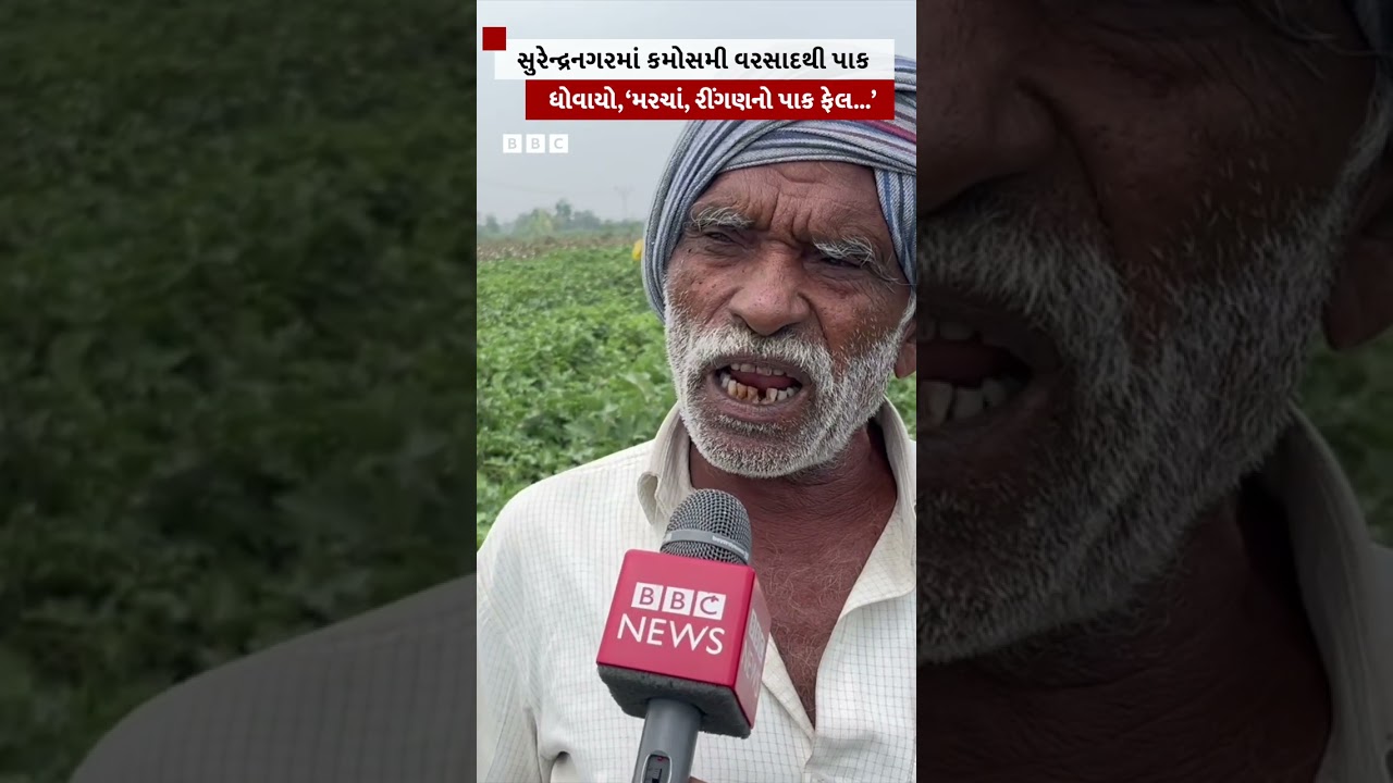 Surendranagar: Chilli and brinjal crops were washed away due to unseasonal rains, what did the farmer complain about?