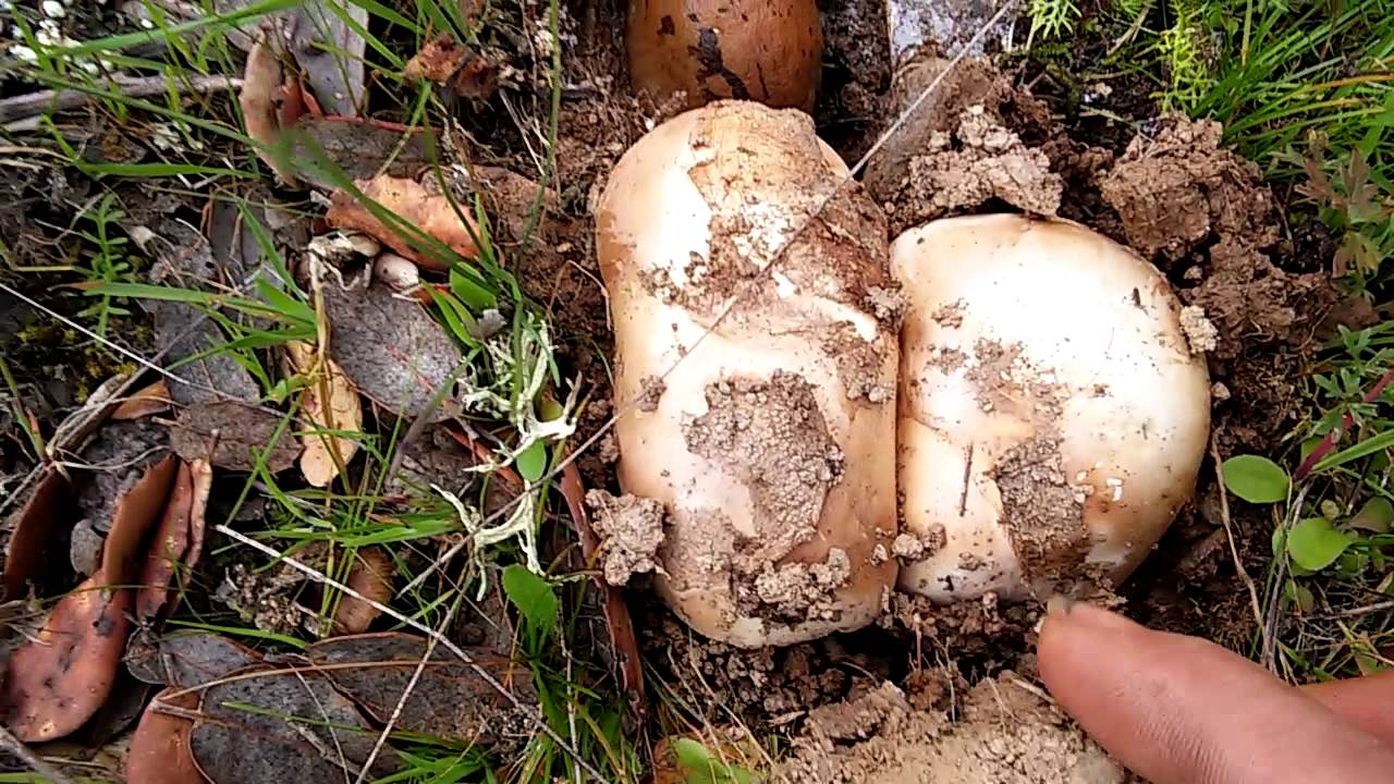 Amanita ponderosa gurumelo marzo 2016