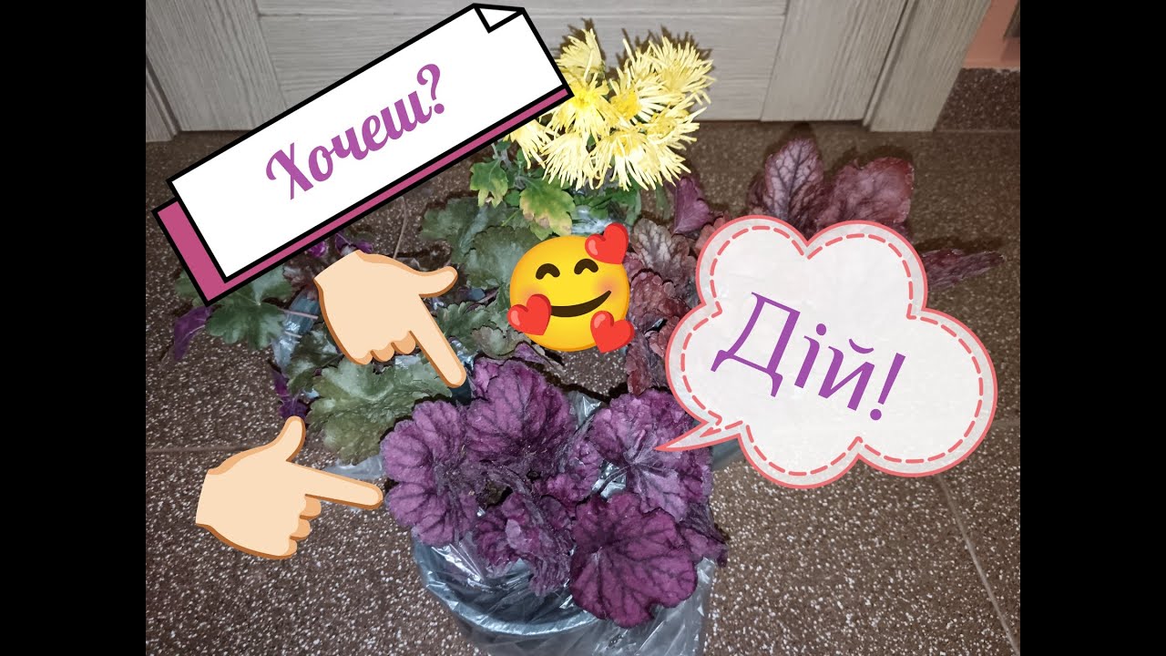 🤩Розпаковка!🪴 Гейхери і🎁. Мені щастить на порядних продавців.