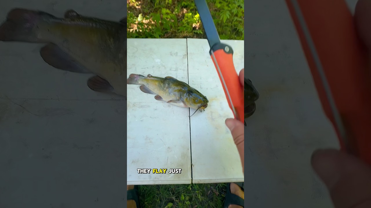 Catch and cook bullhead. Would you try this fish?? #fishing #bullhead #catchandcook