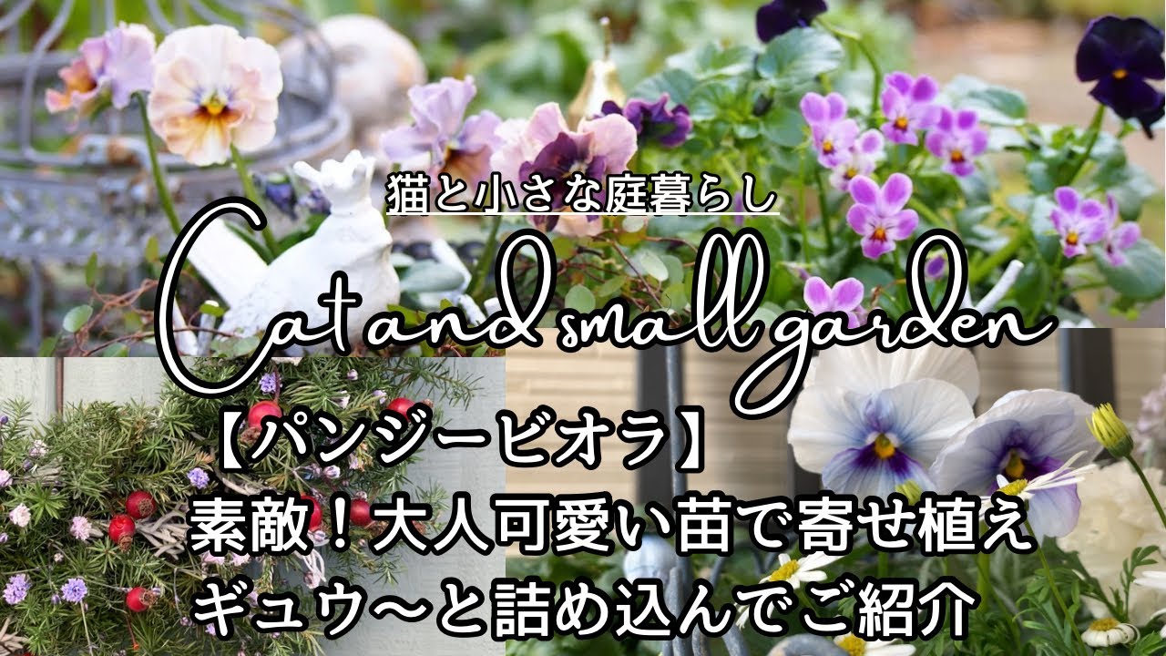 おしゃれで可愛く冬庭を飾るパンジー・ビオラ/12月の冬庭と購入苗/寄せ植えでクリスマス🎄/ガーデンVlog