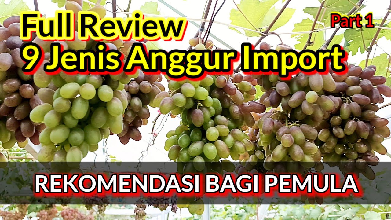 PENTING...!!! Sebelum Tanam Anggur Kenali Dulu Jenisnya (Bentuk Daun,Warna & Rasa Buah) Part 1