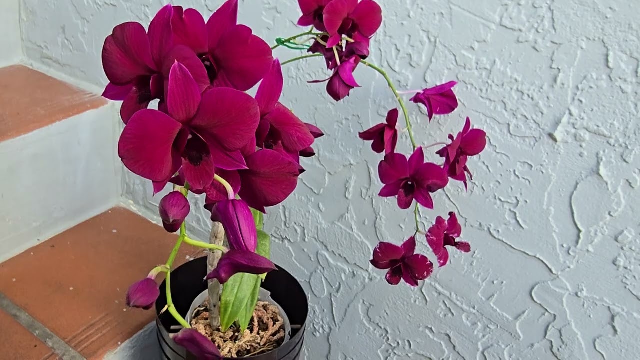 Hermoso dendrobium hibrido: Dendrobium Dark Mystery.