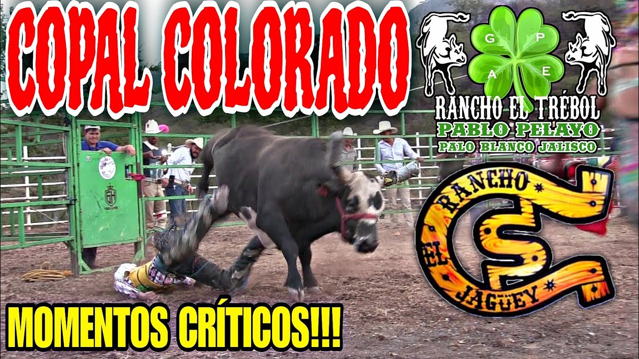 😱 MOMENTOS CRÍTICOS SE VIVIERON ‼️ Rancho El Trébol y El Jagüey en El Copal Colorado Jalisco 2025 💥