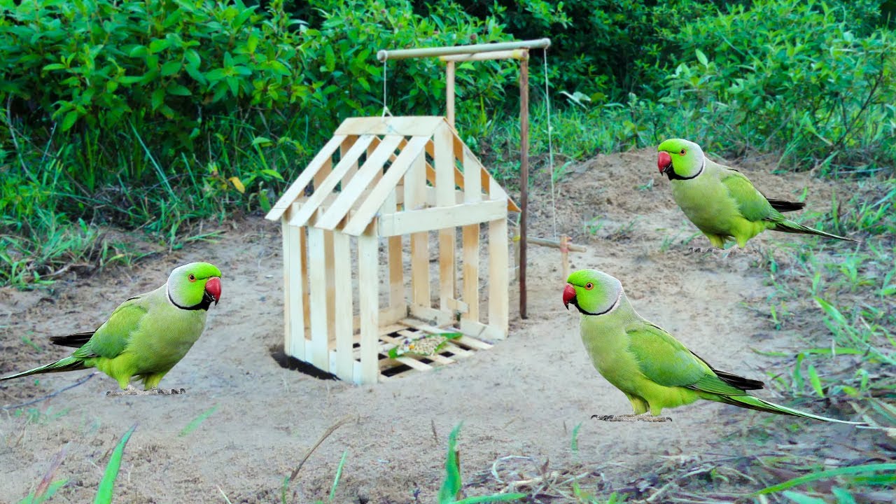 Build Underground Parrot Trap Using Wood // Bird Trap Working 100%