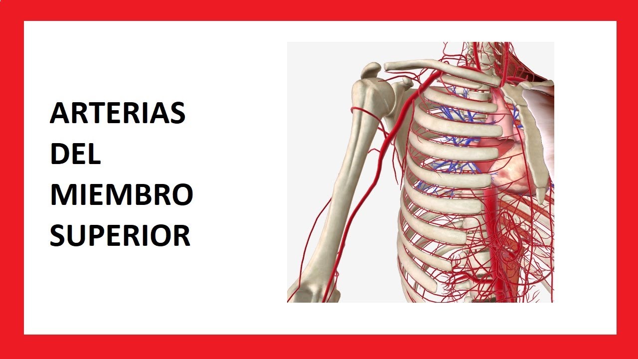 Arterias del Miembro Superior - Anatomía Humana