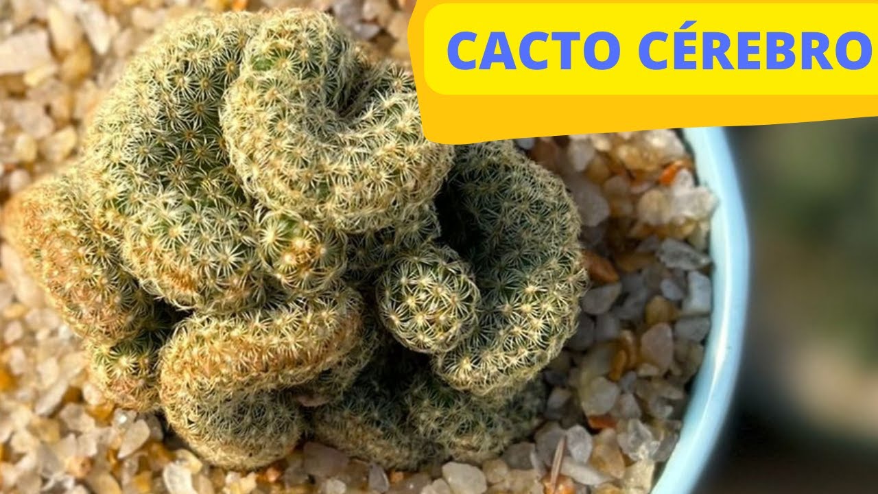MAMMILLARIA ELONGATA ´CACTO CEREBRO´