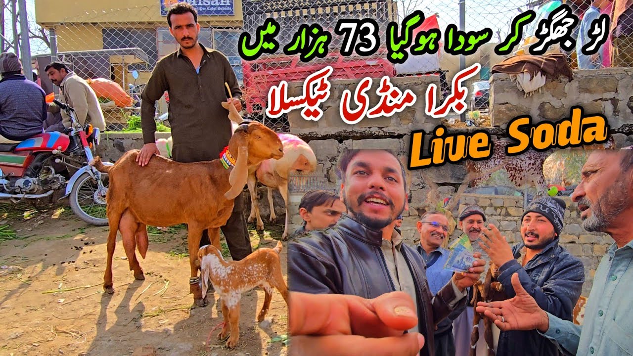 Live Soda Bakra Mandi Taxila Update February 2026 | Desi Dogali Bakriyan Doodh O Bacho Wali