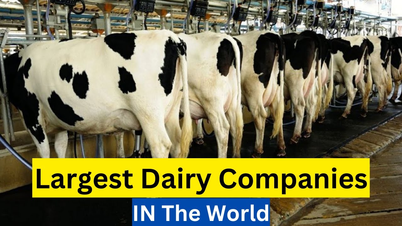 Top 5 Largest Milk Producing Companies In The World | Best Milk Producing Companies