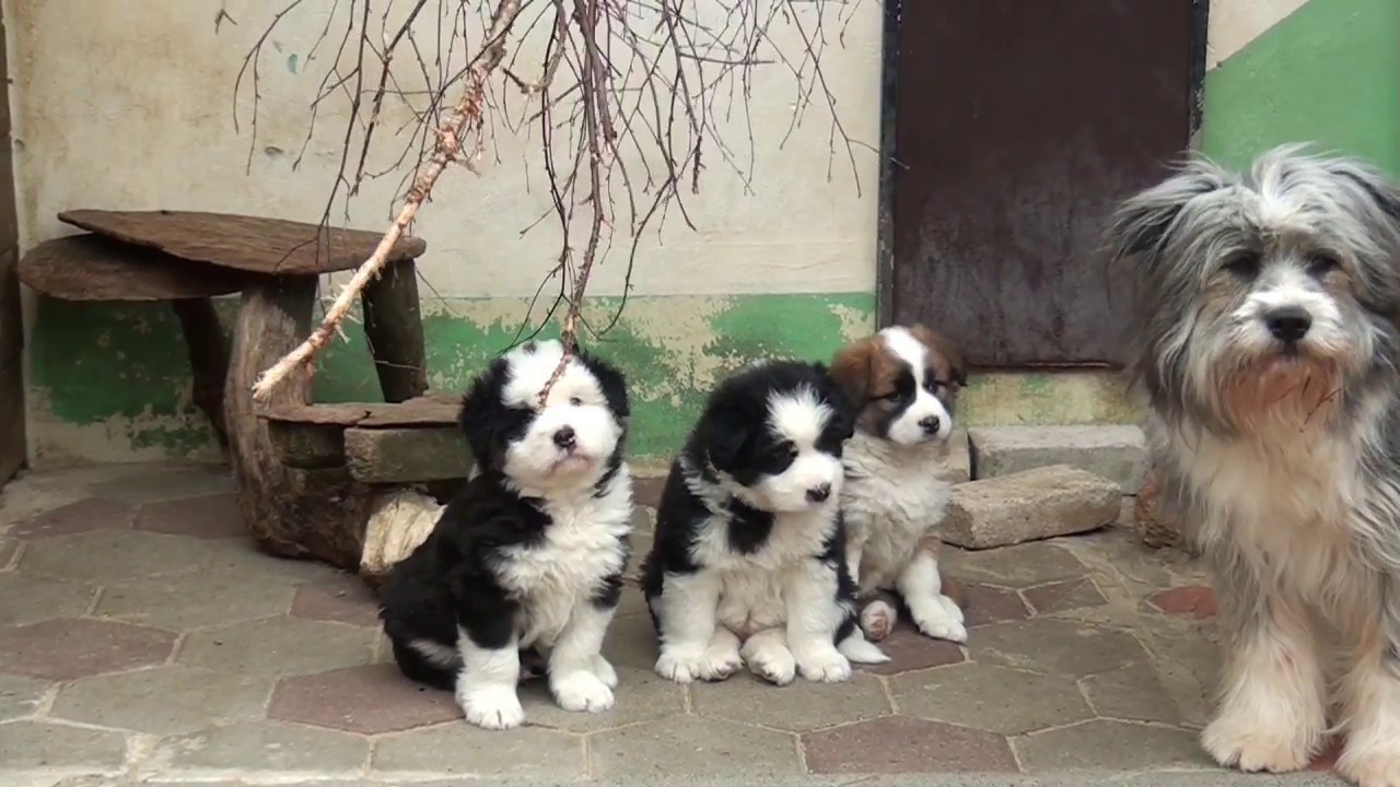 Elo der besondere Hund