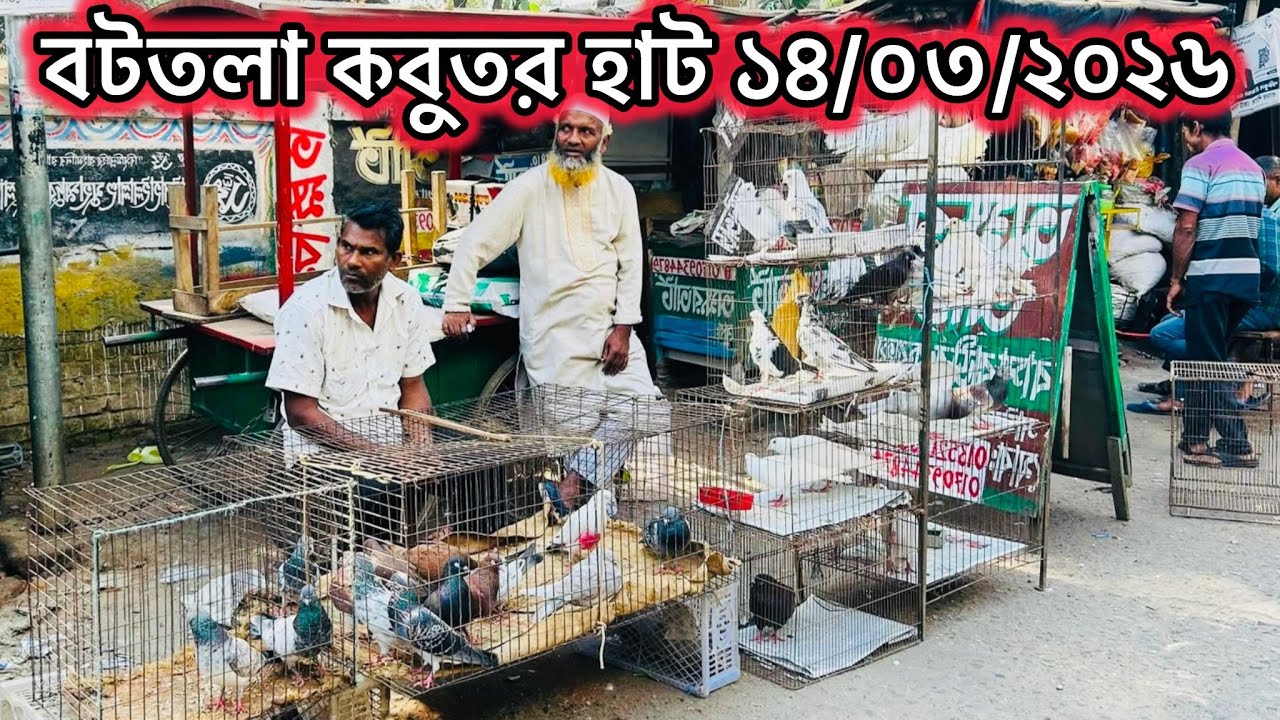 মিরপুর-১৩ বটতলা কবুতর হাট ১৪/০৩/২০২৬ | Kobutor hat 2026 | Bangladeshi pigeon market | MOHAMAD RAFI |