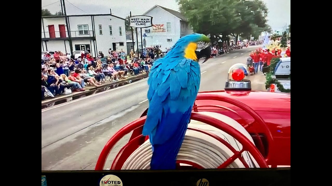Tomball Holiday Parade 2025 Macaw Style #funny #parrot  