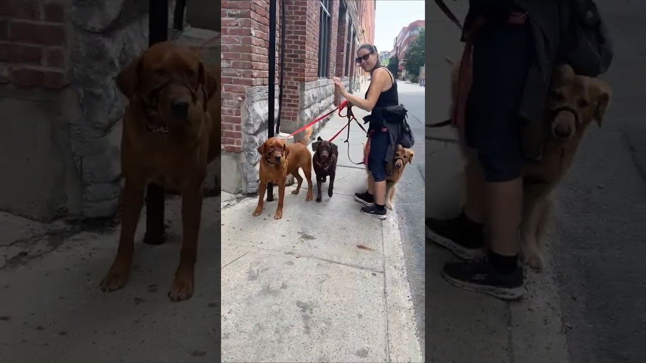 &ldquo;How Dogs Are Safely Handled in Canada 🇨🇦&rdquo;#dog #canada #safety #awareness #montreal #pets #petslove