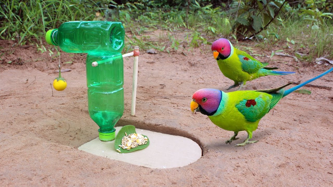 New Creative DIY Bird Trap Technique - Parrot Trap Using 2 Plastic Bottle
