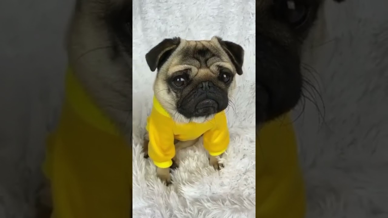 puff dog #short 🤩🤩🤩🤩🤩🤩🤩🤩🤩🤩🤩🤩