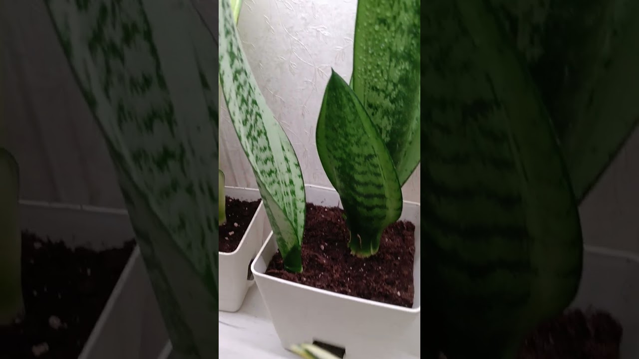Сансевиерии обзор спустя три месяца, пополнение коллекции🌿