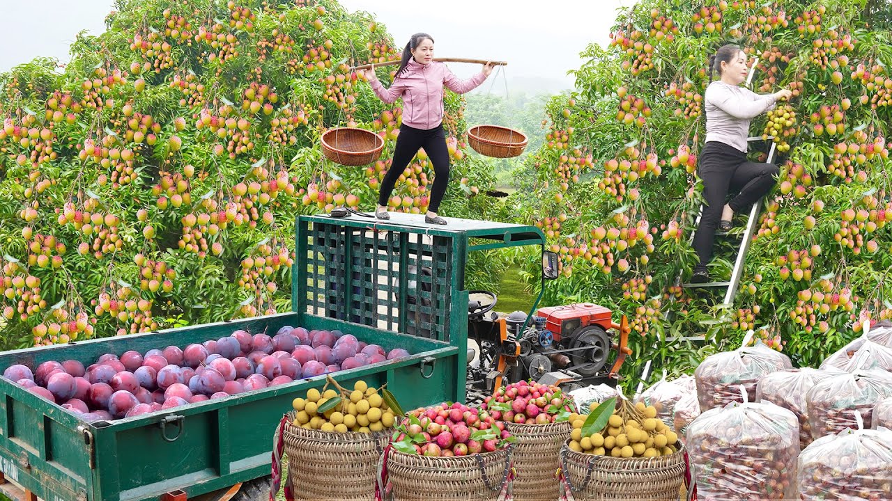 Harvesting 1000 Longans And Lychees, Use Truck To Transport Goes To Market Sell - Farm Life