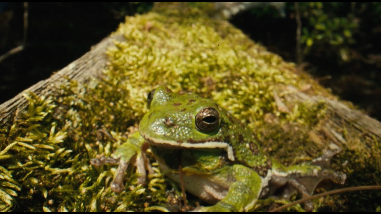 Protecting the Aetna Mountain Bogs
