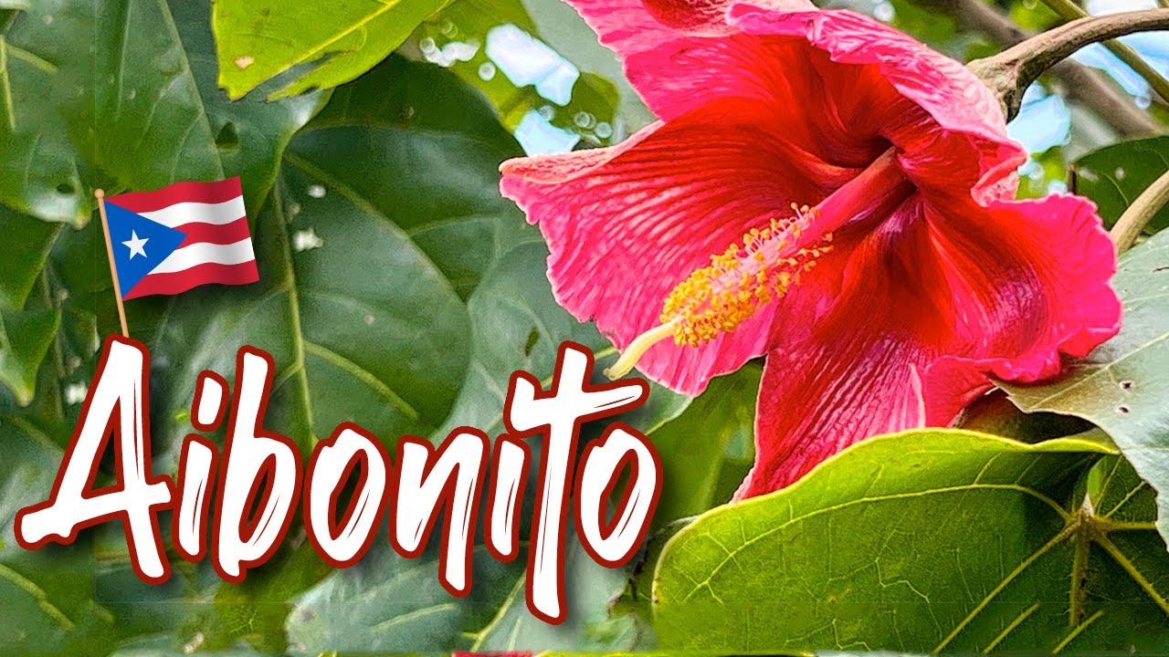Aibonito, Puerto Rico’s Flower Capitol