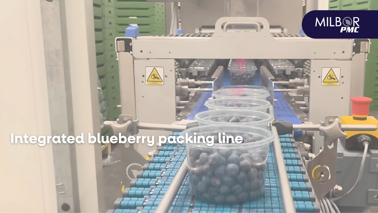 Integrated blueberry packing line | Milbor PMC