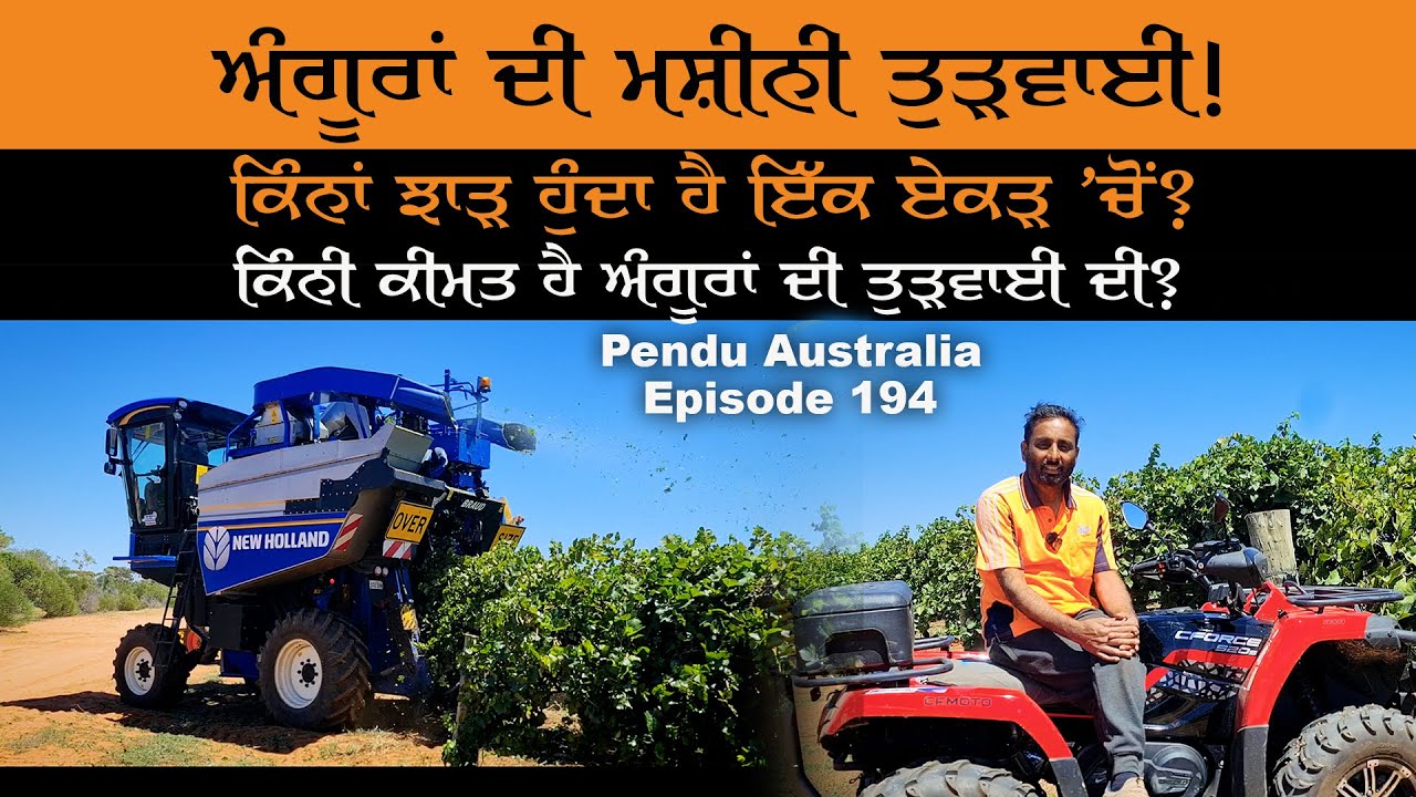Machine Harvesting of Grapes in Australia ~ Pendu Australia Episode 194 ~ Mintu Brar