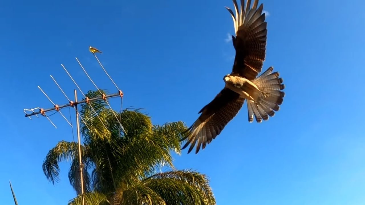 BENTEVEO CALANDRIA Y CHIMANGO HACEN FILA