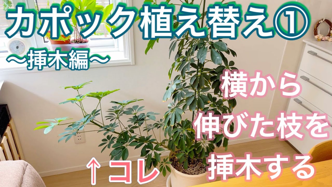 【観葉植物】カポック植え替え①　伸びまくった横枝を挿木する