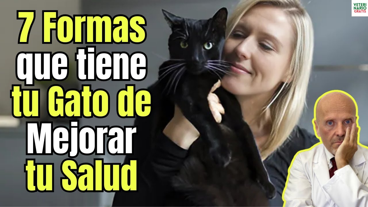 🐱❤️ 7 Beneficios de tener un GATO para la SALUD 🧠✨ &iexcl;TU SALUD y FELICIDAD!
