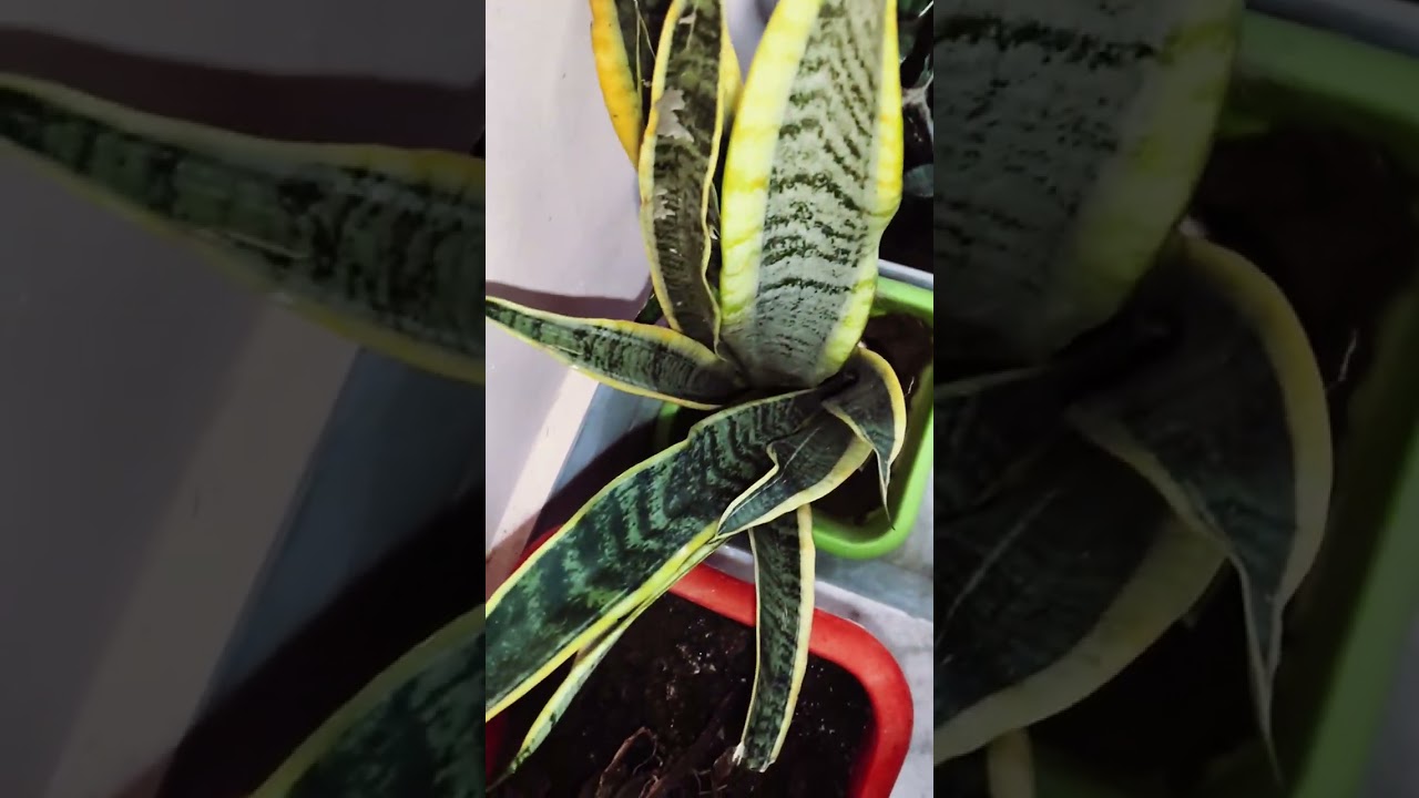Shady area m plants rakhney kebenifits 🙏👍👀💯viral video 