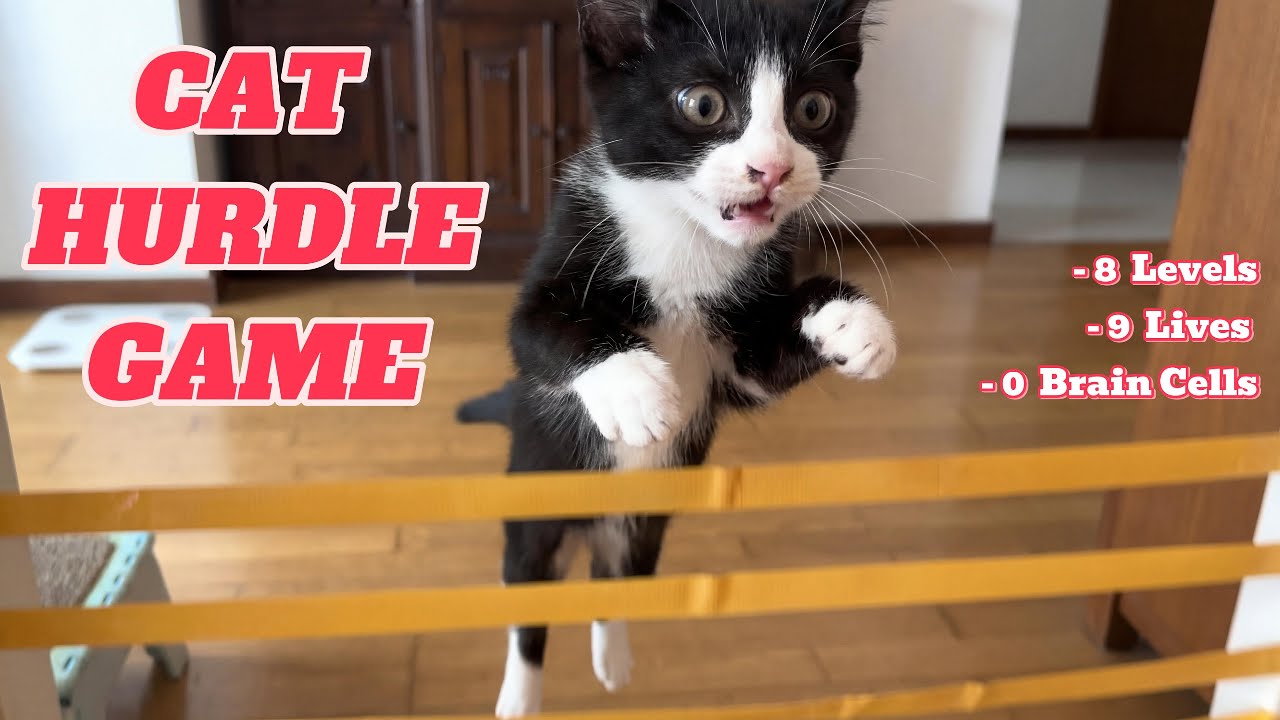 CAT HURDLE CHALLENGE - 8 Impossible Levels 🐈  #walt #molly #waltnmolly #cutecats #viralcats