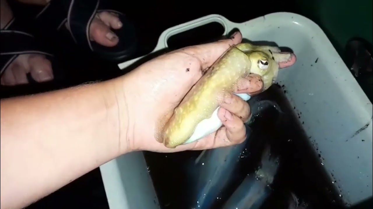 noční chytání oliheň I zajímavé úlovky
