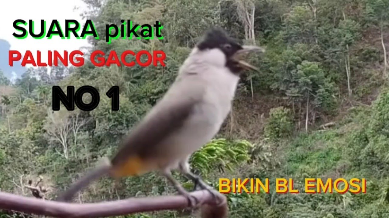 100% di jamin ampuh buat masteran dan pancingan. di jamin BL langsung  emosi ngamuk.