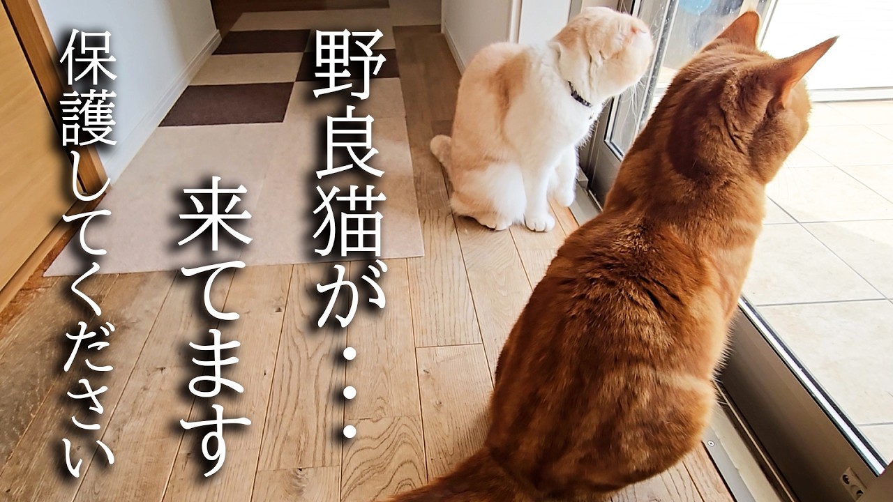 外に猫がいたので保護することに...