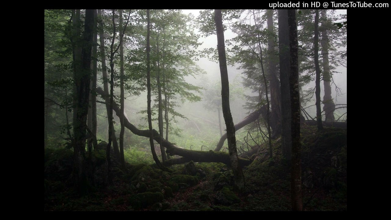 “forest creeks” chris travis x dead hippie type beat