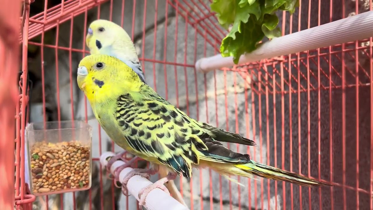 Budgies like nature 😍😍