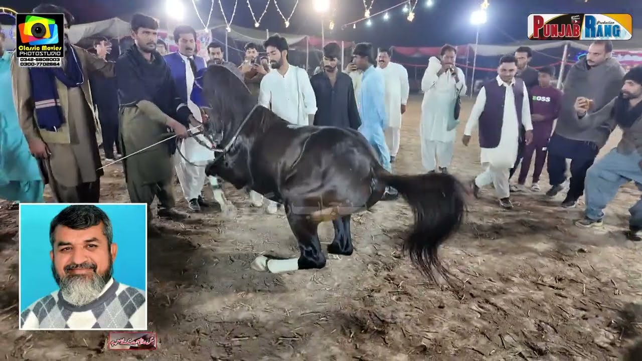 Parwaz Lada Reverse & Forword Horse Dance l 7 November 2025 Chak No 739 Moza Jakhar Kamalia
