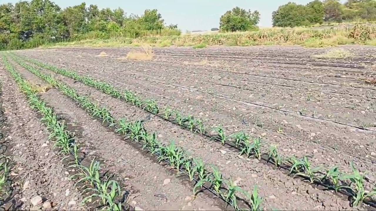 growing sweet corn in heat