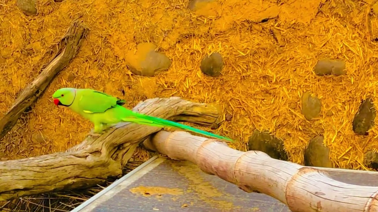 SmartParrot #ParrotsVoice   Bird   Ranking The Wildest