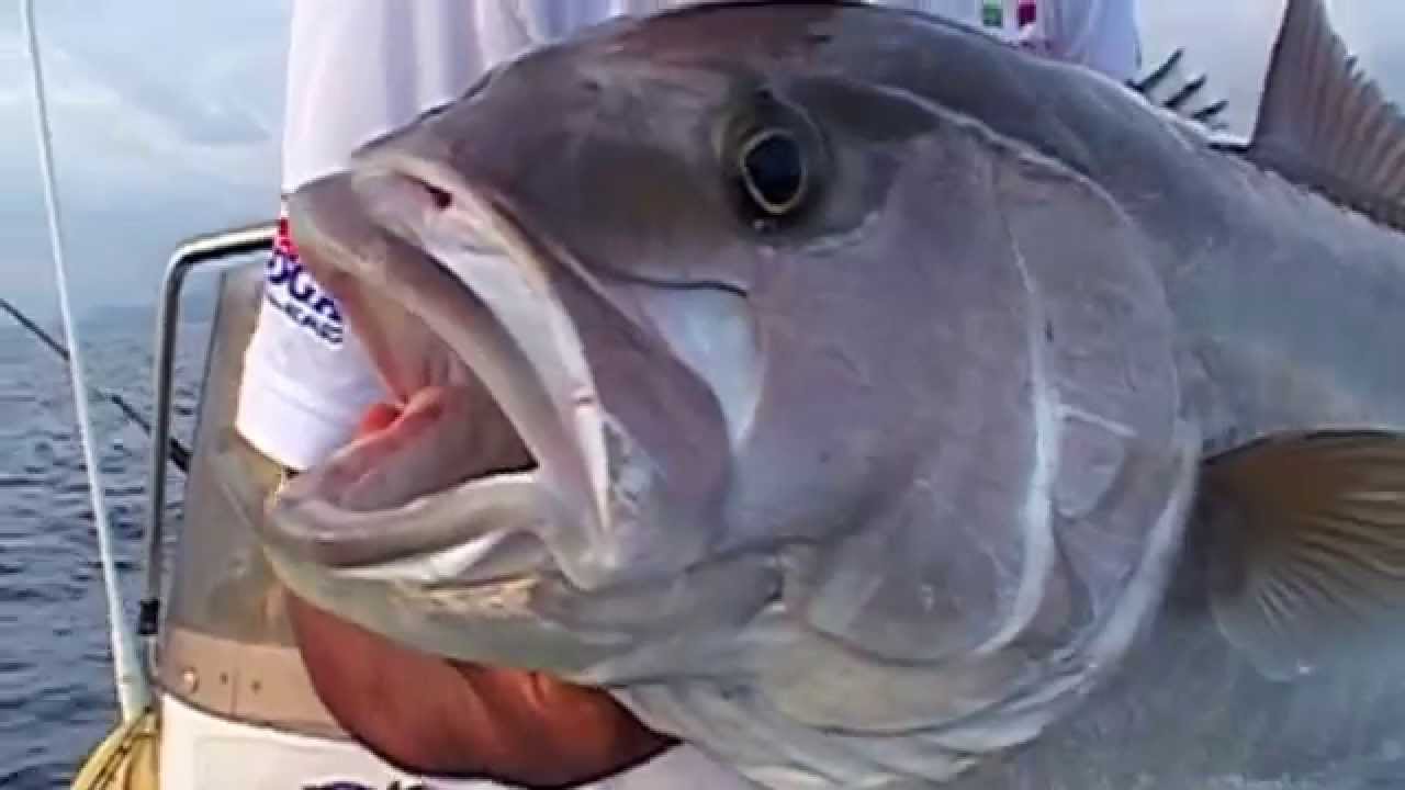 Tutto quello che potrebbe servire sulla traina !!!