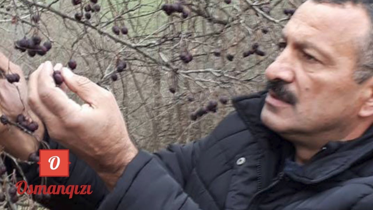 Ayrıseçkilik toxumu əkənlərin axırı - Tofiq Yaqublu ilə