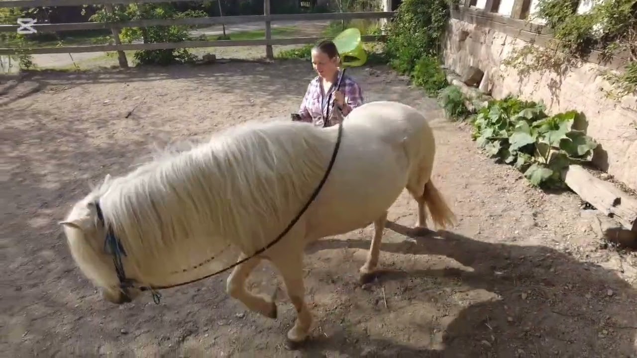 Punktur focusweek t&ouml;lt 2025