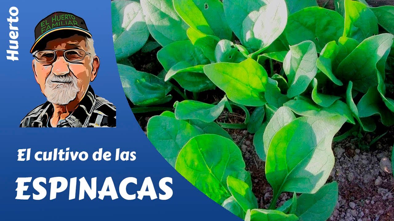 𝗘𝗦𝗣𝗜𝗡𝗔𝗖𝗔: El cultivo completo de la espinaca.