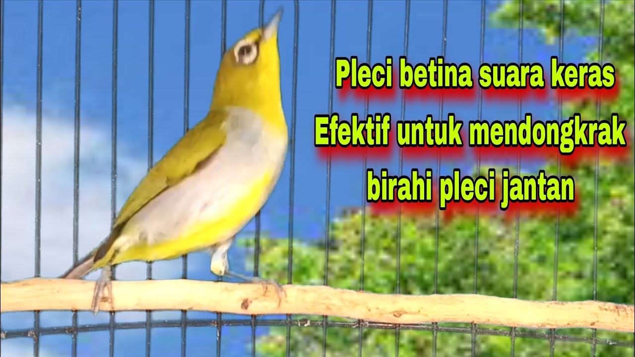 Suara Pleci Betina Birahi Memanggil Jantan,Pleci Jantan Langsung Gacor