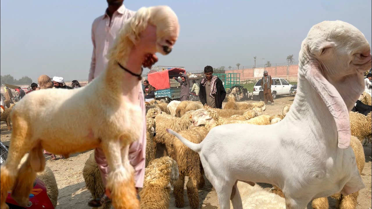 Top quality goat and sheep market | Pakistan Bakra mandi New update today | goat🐐 price update 
