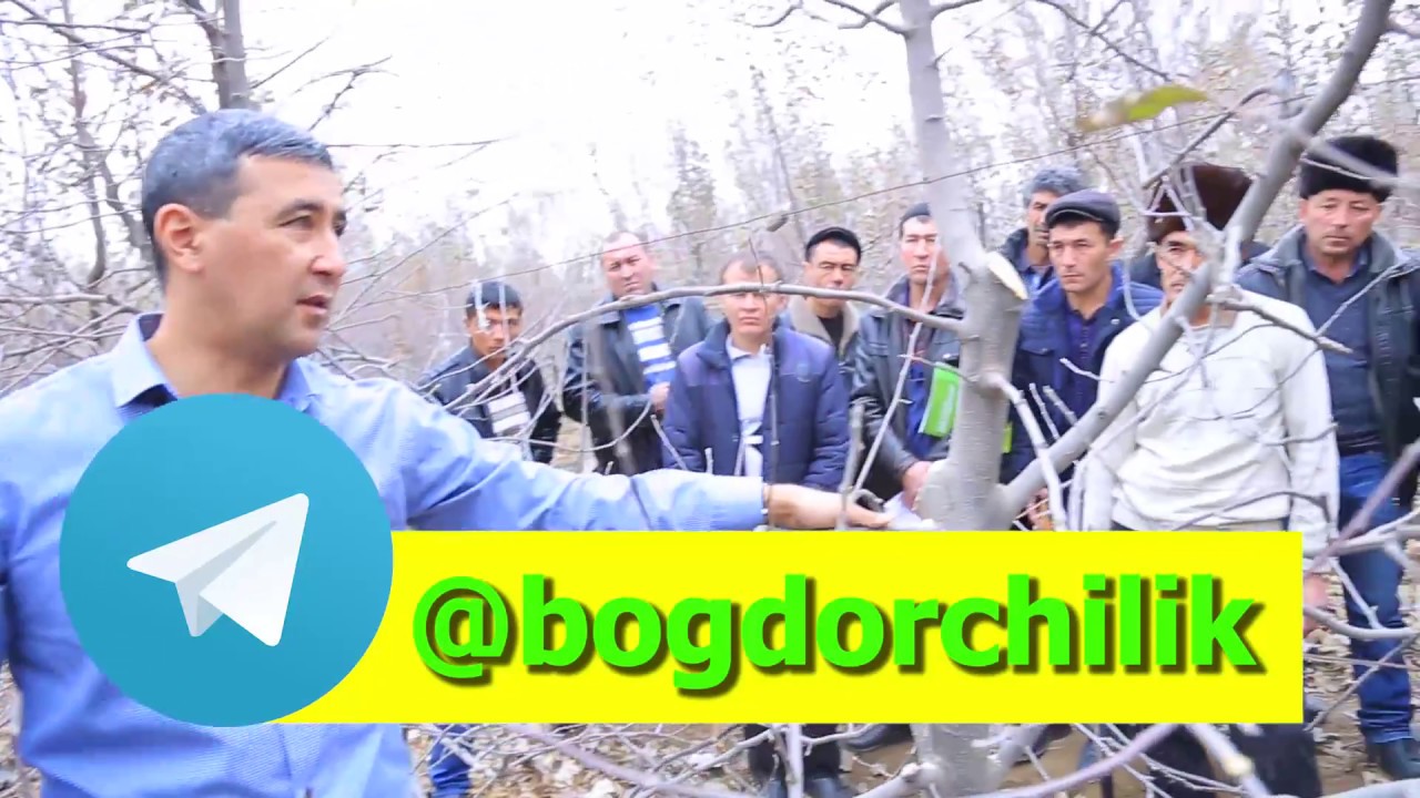 Қишки кесишга оид кимёвий ҳимоя