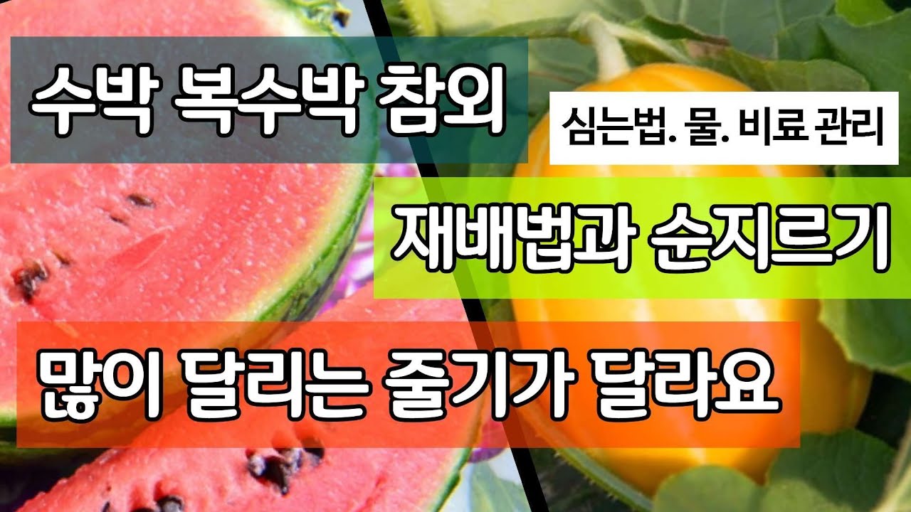 수박 복수박 참외 재배법과 순지르기. 잘 열리는 줄기가 달라요