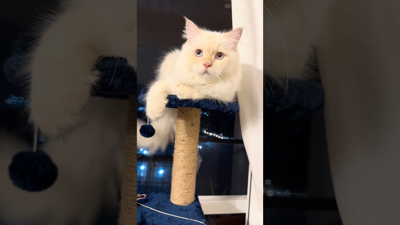 Дхурандхар II #кот #симбафлеймпоинт #милый #котенок #шорты #любовь #питомцы #веселье #забавно #ко...