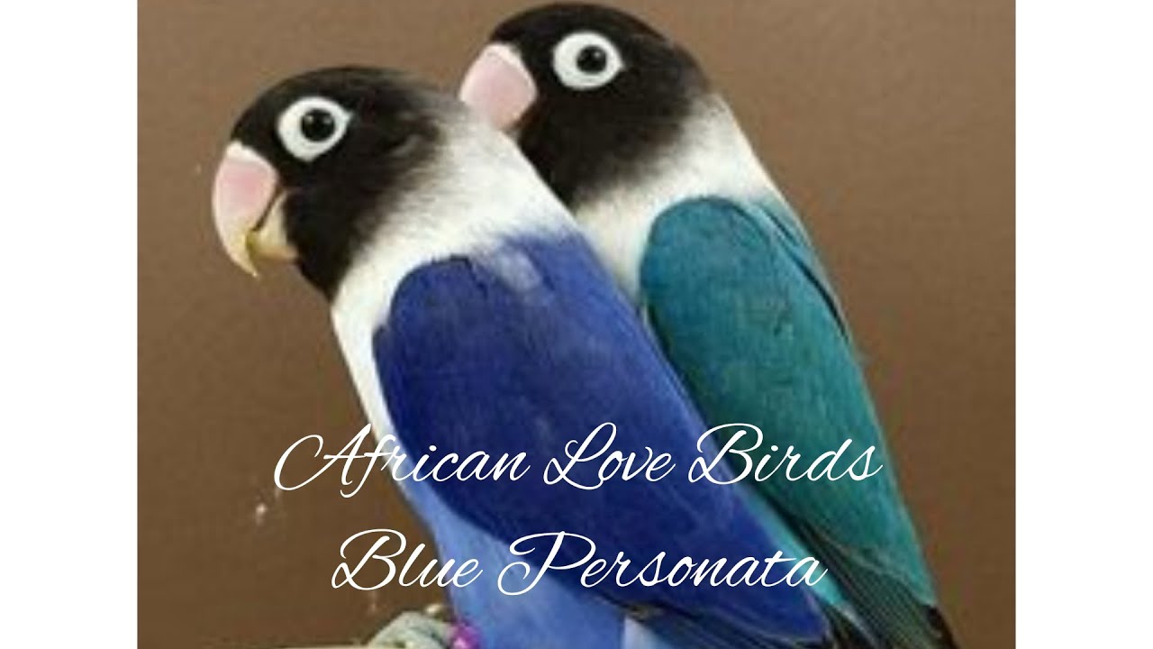 Blue Personata ||African Love Birds|| Breed And Full Guide||My Birds For U