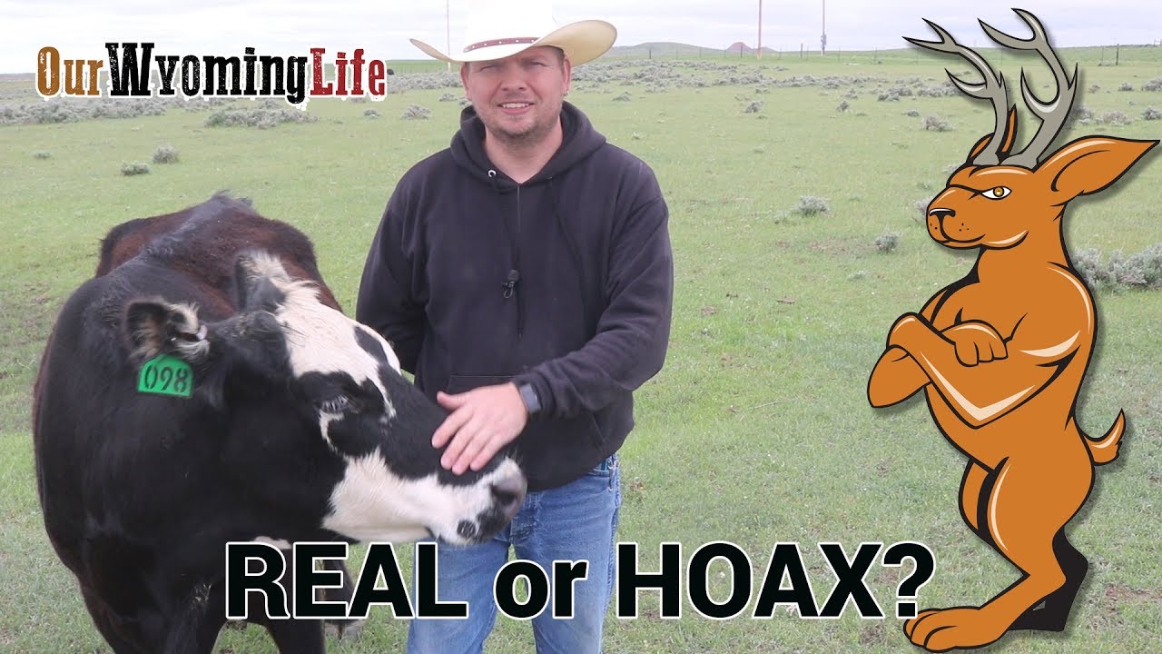 Cow Tipping, Snipe Hunting and the Elusive Wyoming Jackalope