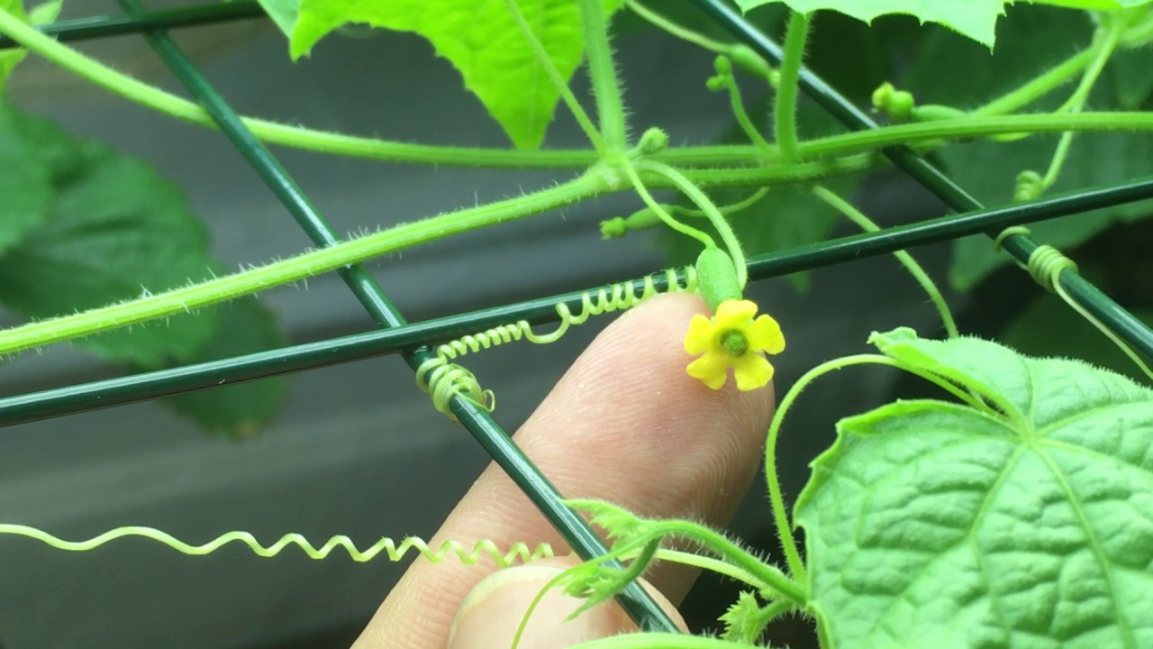 How To Hand Pollinate Cucamelons, Mouse Melons Indoors